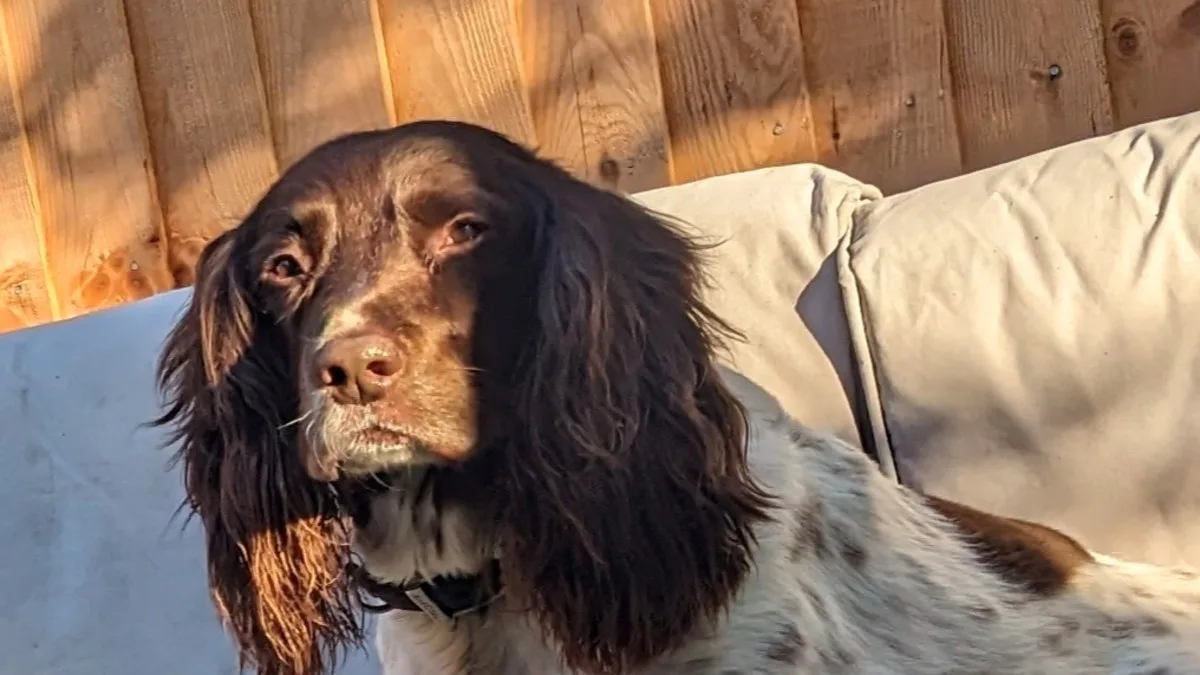 Memorial cover photo for Dexter