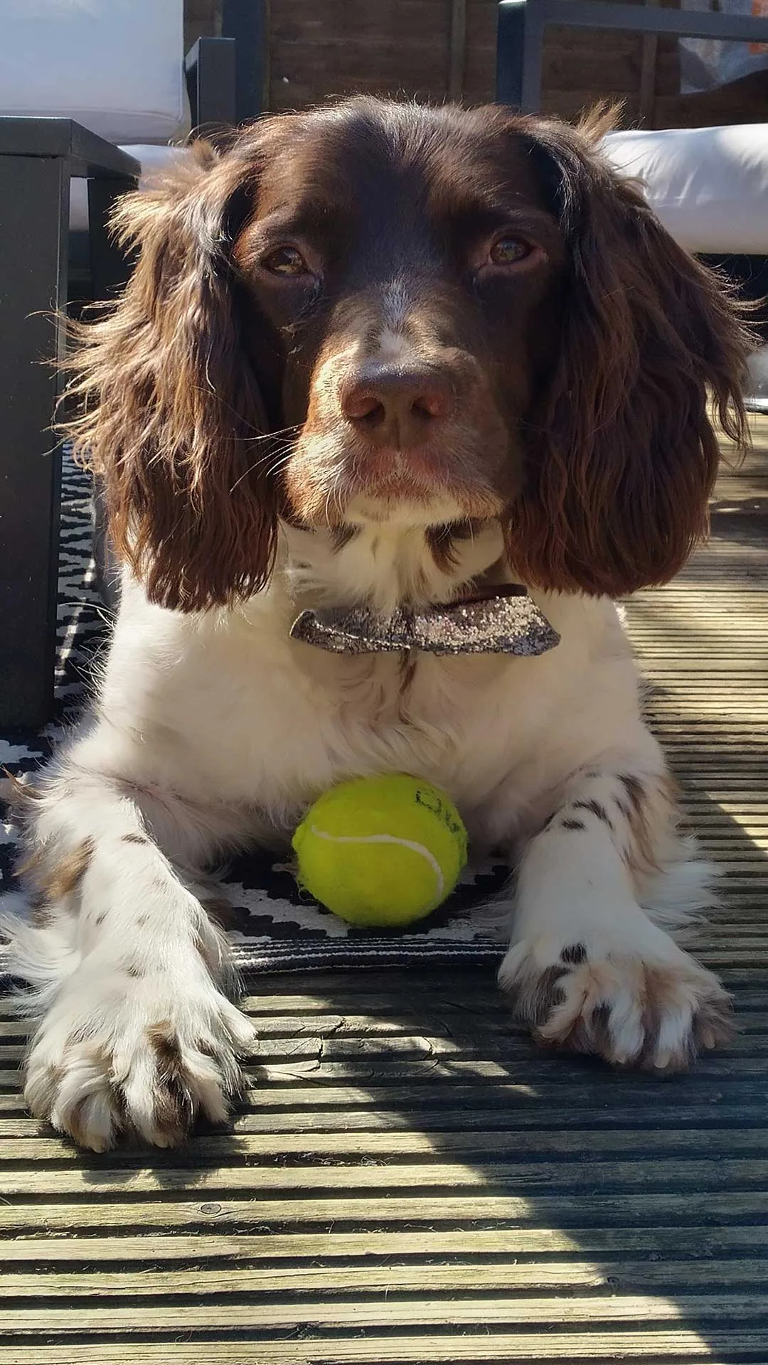 Photo of Dexter