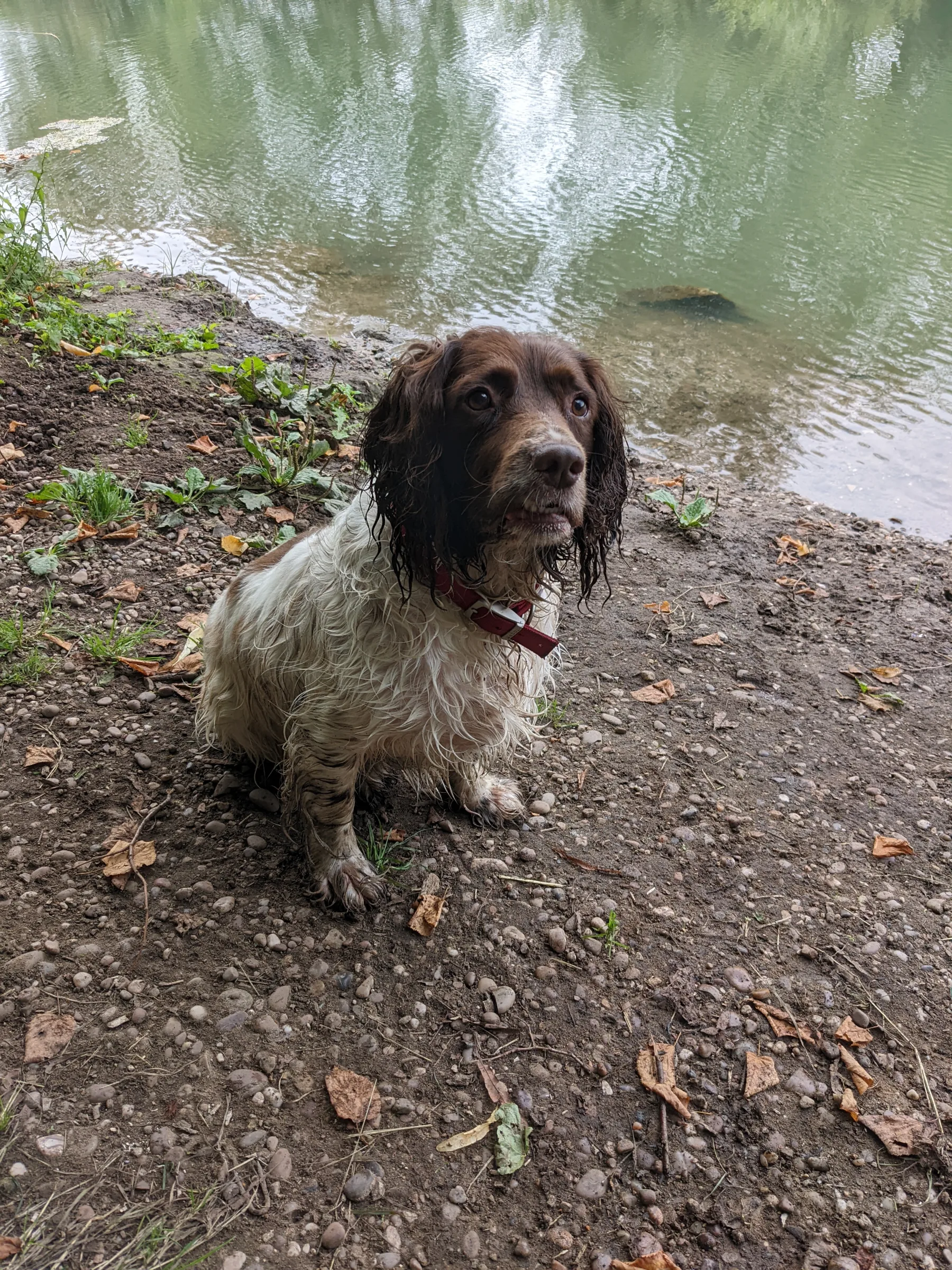 Photo of Dexter