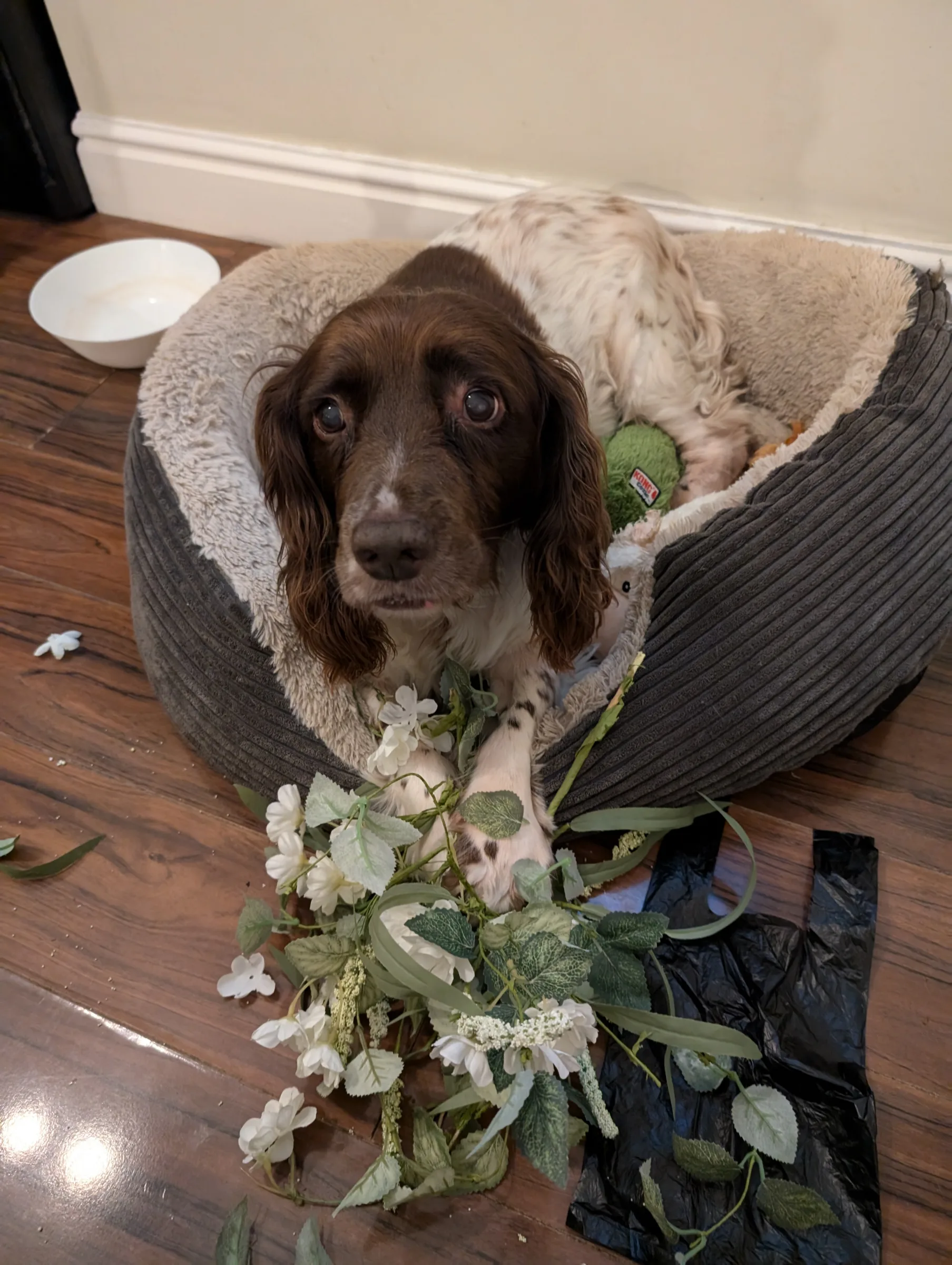 Photo of Dexter