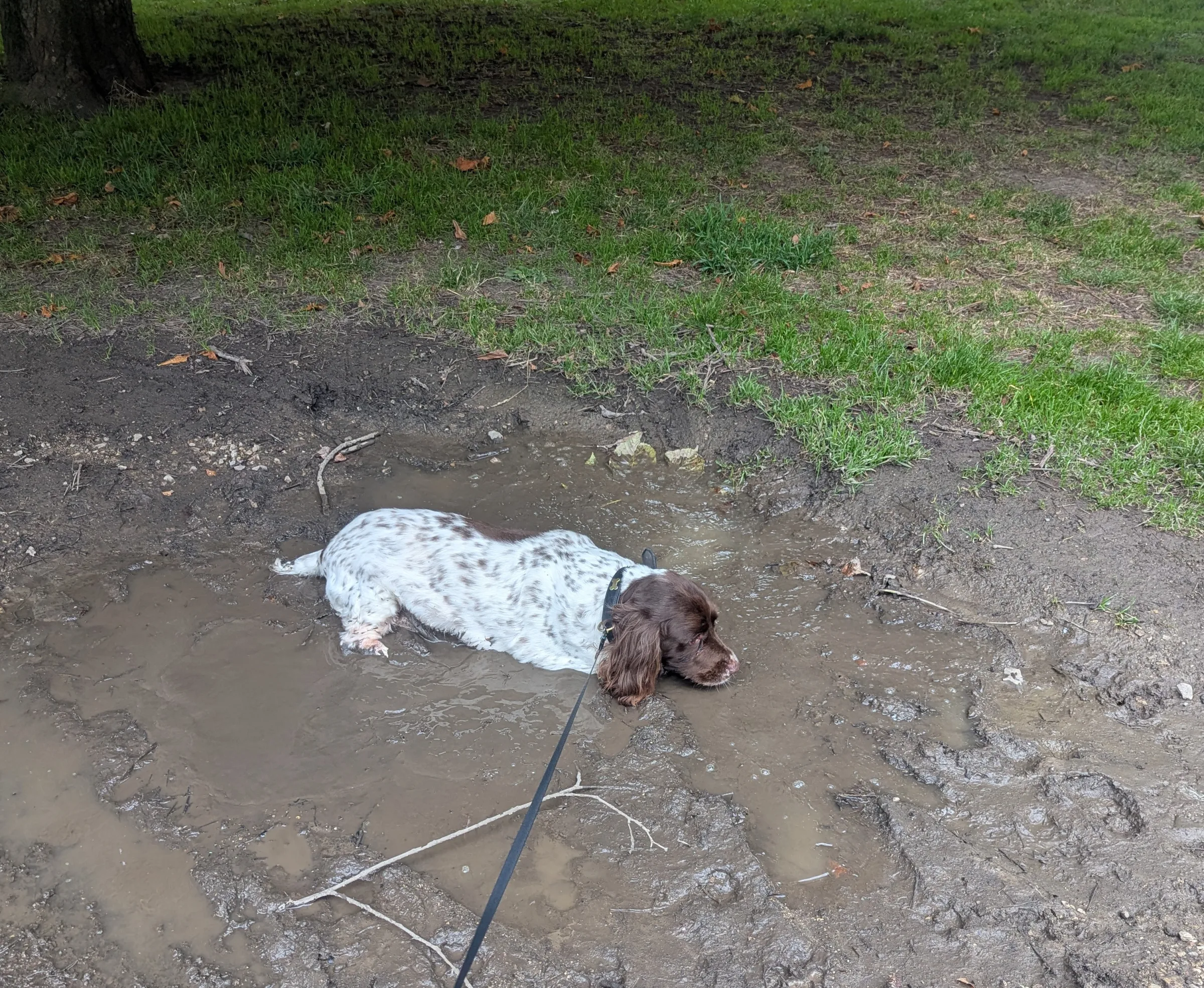 Photo of Dexter