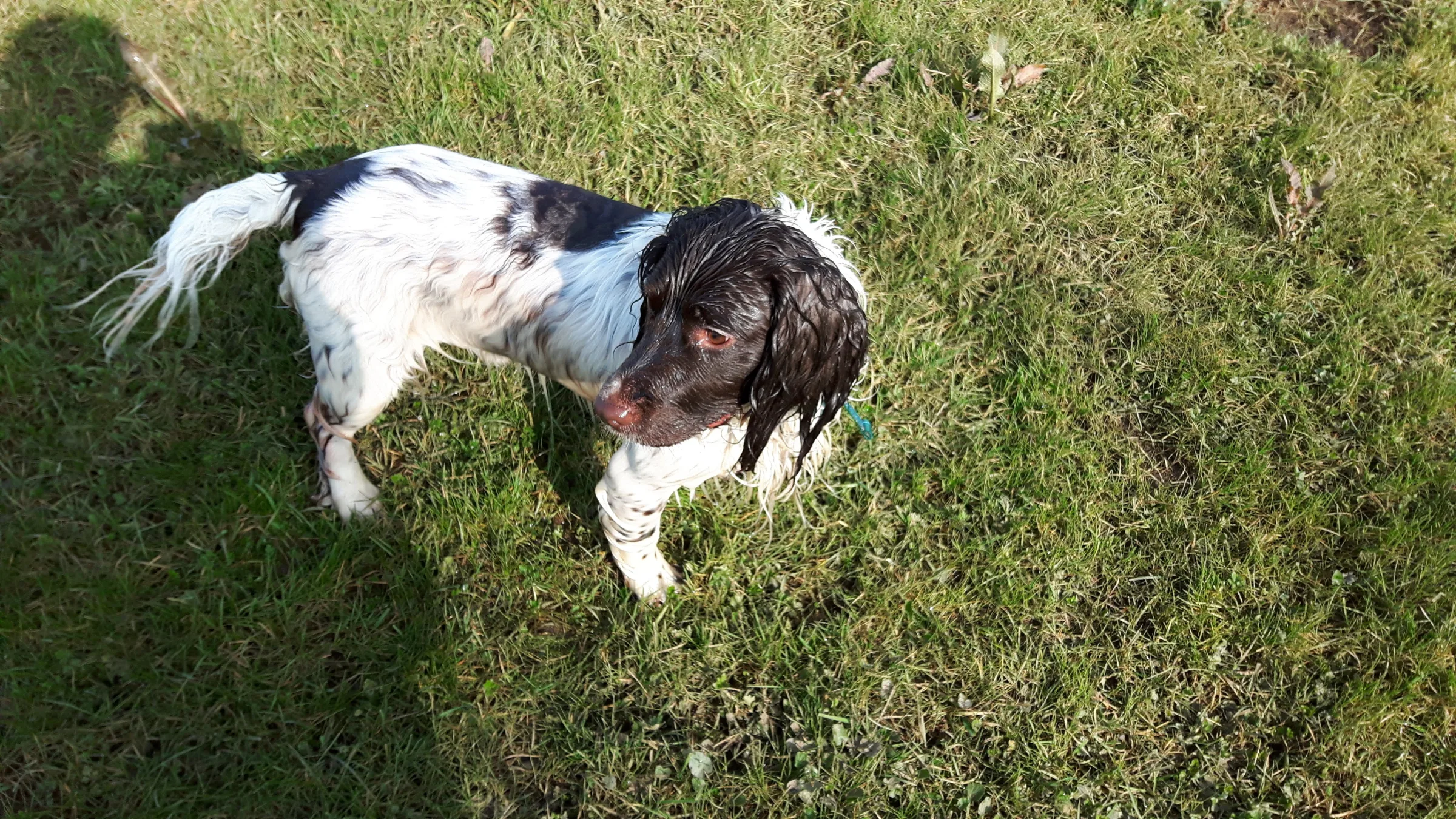 Photo of Dexter